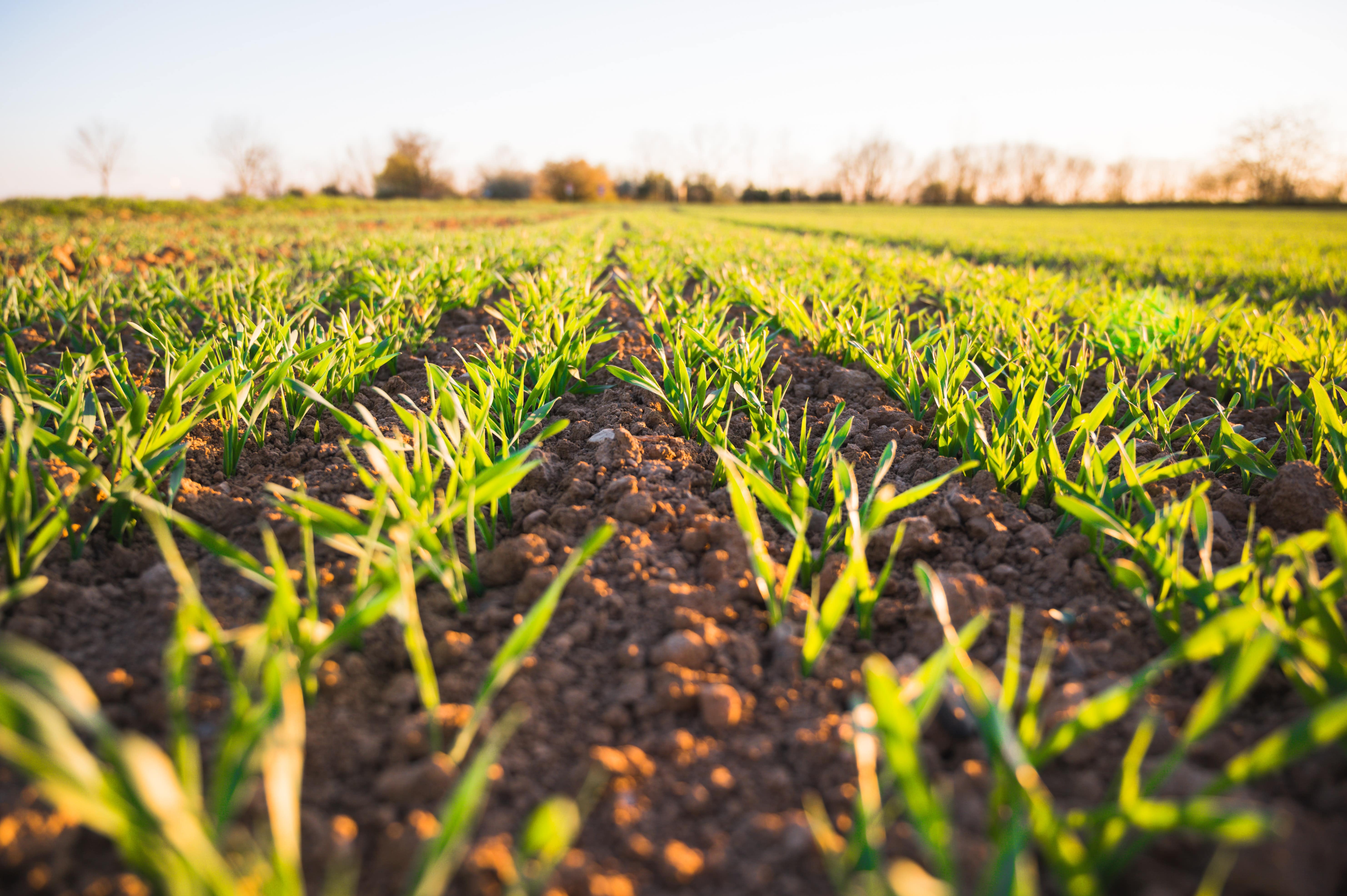 Génération Green: une pièce-maîtresse pour l'agriculture nationale